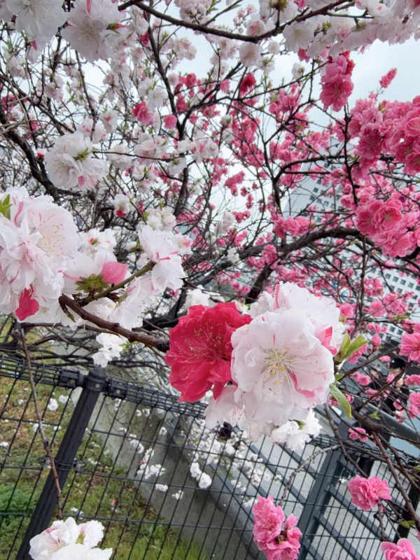 ‪☆4/5お礼日記☆画像